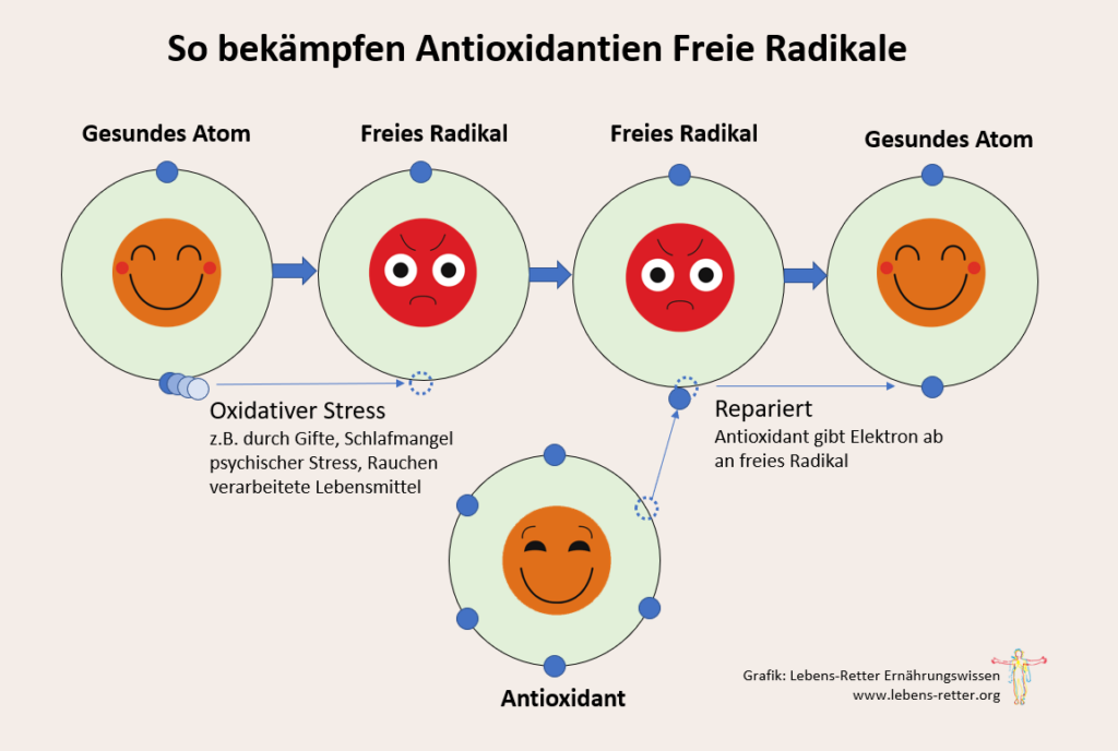 Grafik,Erklärung,Antioxidantien,Freie Radikale,Oxidativer Stress,wie,warum,hilft