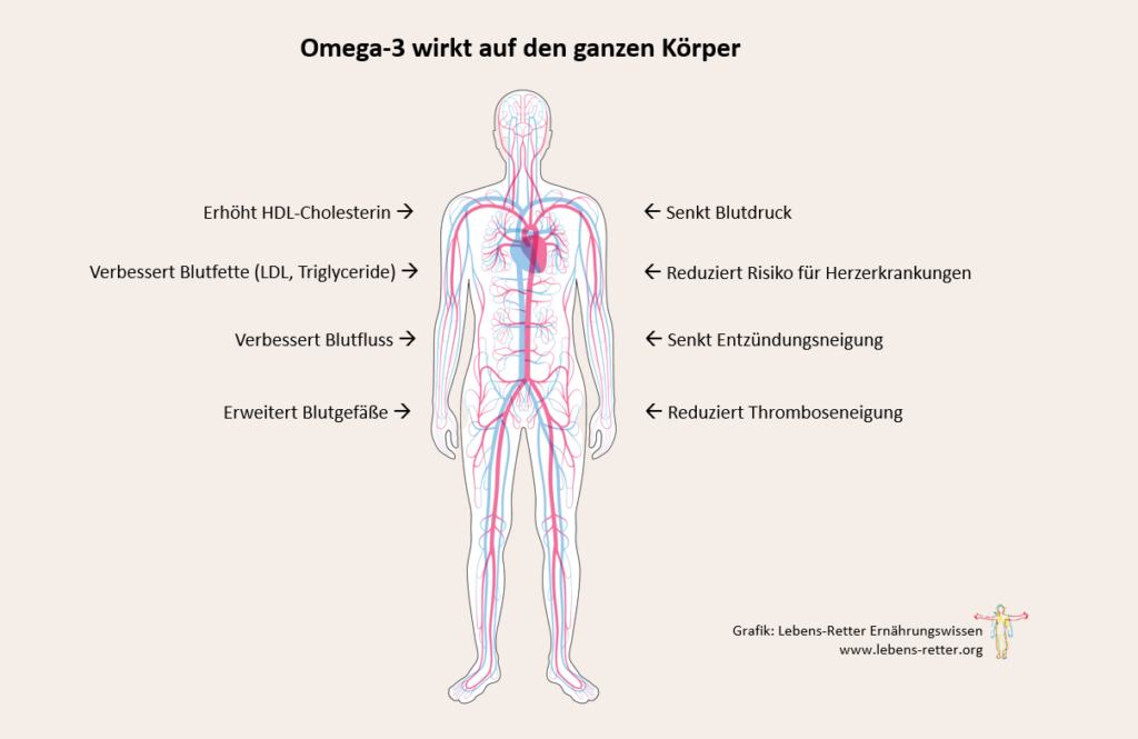 Omega-3,Körper,Blutkreislauf,Grafik,Lebens-Retter,Diabetes