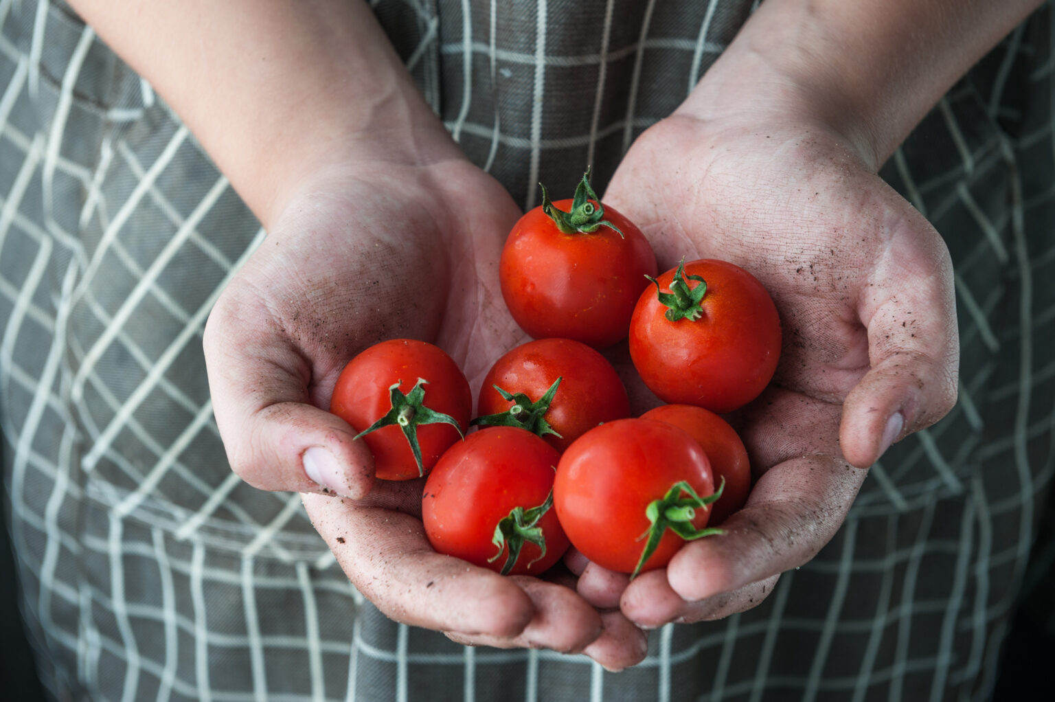 Sind Tomaten gut bei Typ2Diabetes? BlutzuckerBilanz!