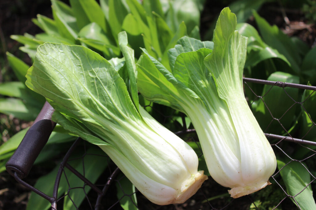 Pak Choi,frisch,gesund,lecker