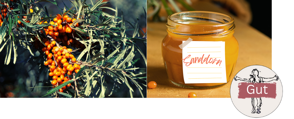 Diabetes + Marmelade: Welche kaufen? Wie selber machen?