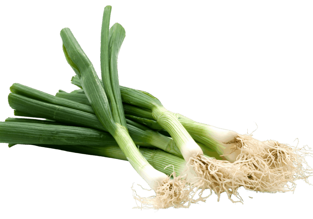 Frühlingszwiebeln,Bund,freigestellt,gut,hilft,Stoffwechsel,Ernährung,gut,grün,grüner Teil